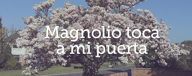 Magnolio toca a mi puerta | Mujer Verdadera Blog | Aviva Nuestros Corazones